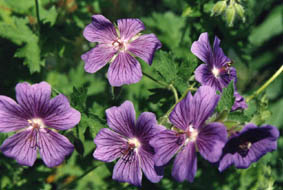 Geranium platypetalum